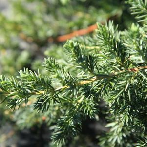 Juniperus conferta 'Blue Pacific'