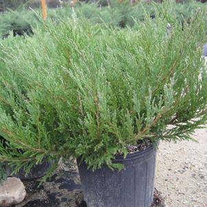 Juniperus horizontalis 'Youngstown'
