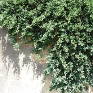 Juniperus horizontalis 'Wiltonii'