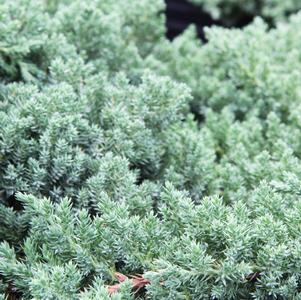 Juniperus procumbens 'Nana'