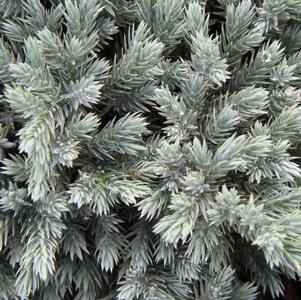 Juniperus squamata 'Blue Star'