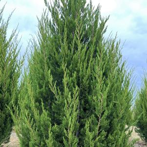Juniperus virginiana 'Brodie'