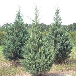 Juniperus virginiana 'Burkii'