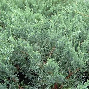 Juniperus virginiana 'Grey Owl'