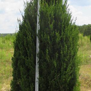 Juniperus virginiana 'Hillspire'