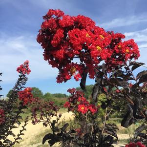 Lagerstroemia Black Diamond™ Black Diamond Best Red