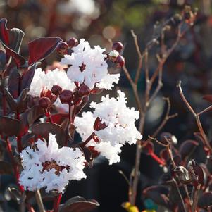 Lagerstroemia Black Diamond™ Black Diamond Pure White