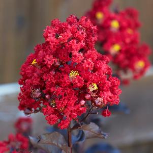 Lagerstroemia Black Diamond™ Black Diamond Red Hot