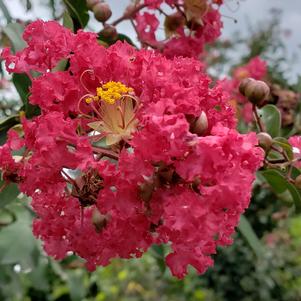 Lagerstroemia Carolina Beauty