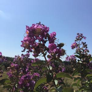 Lagerstroemia Catawba