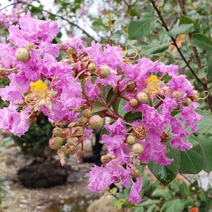 Lagerstroemia Hardy Lavender