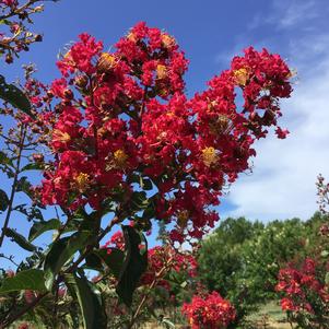 Lagerstroemia Arapaho