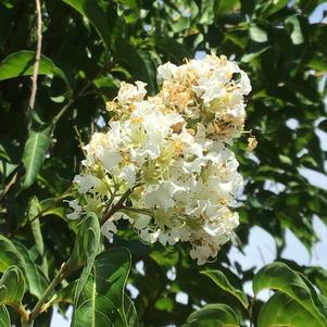 Lagerstroemia Fantasy