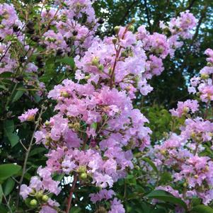 Lagerstroemia Muskogee