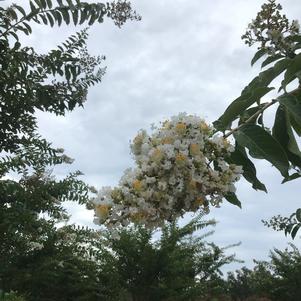 Lagerstroemia Sarah's Favorite