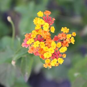Lantana camara Miss Huff