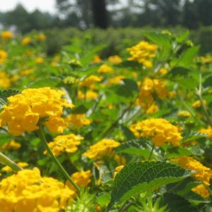 Lantana New Gold