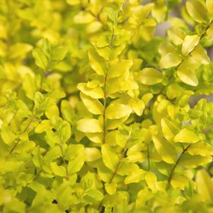 Ligustrum sinense 'Sunshine'