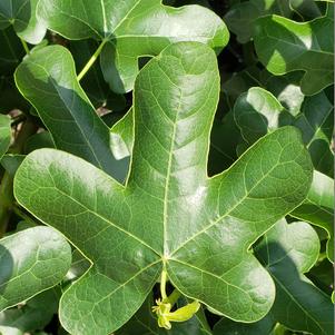 Liquidambar styraciflua 'Rotundiloba'