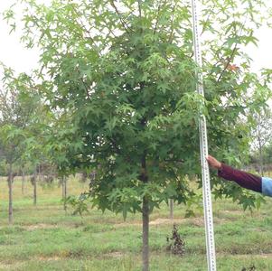 Liquidambar styraciflua 