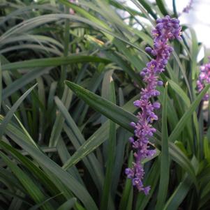 Liriope muscari 'Big Blue'
