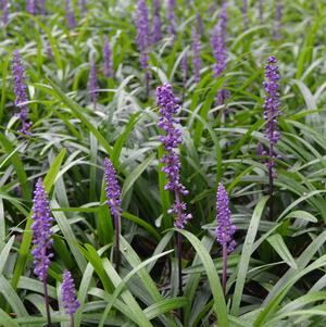 Liriope muscari Royal Purple