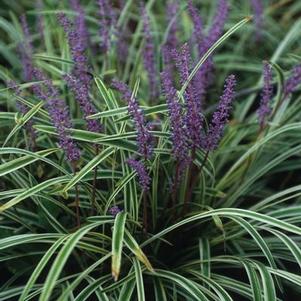 Liriope muscari 'Variegata'