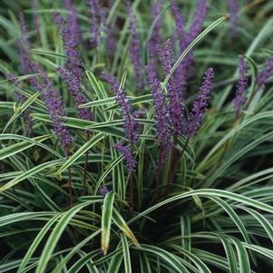 Liriope muscari Variegata