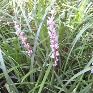 Liriope spicata 