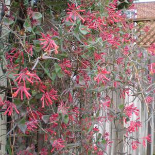 Lonicera sempervirens 'Cedar Lane'
