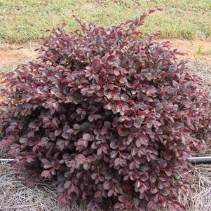 Loropetalum chinense 'Crimson Fire™'