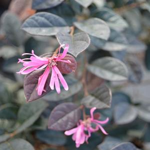 Loropetalum chinense 'Fire Dance'
