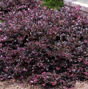 Loropetalum chinense Purple Diamond®