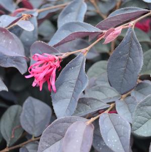 Loropetalum chinense 'Carolina Midnight'