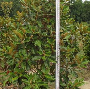 Magnolia grandiflora 'Bracken's Brown Beauty'
