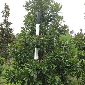 Magnolia grandiflora 'Carolina Compact'