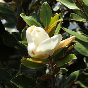 Magnolia grandiflora 'Kay Parris'