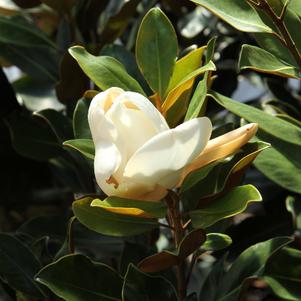 Magnolia grandiflora Kay Parris