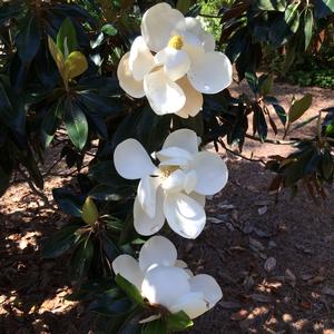 Magnolia grandiflora 'Little Gem'