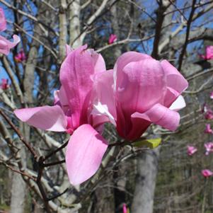 Magnolia x 'Galaxy'