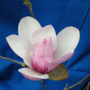 Magnolia 'Jane'