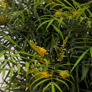 Mahonia eurybracteata Soft Caress