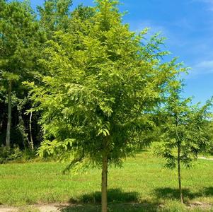 Metasequoia glyptostroboides 'Dawn'