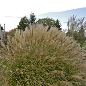 Miscanthus sinensis 'Adagio'
