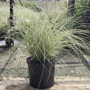 Miscanthus sinensis 'Morning Light'