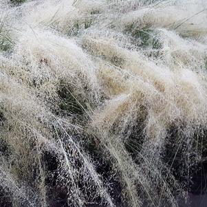 Muhlenbergia capillaris 'White Cloud'