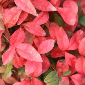Nandina domestica 'Firepower'
