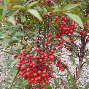 Nandina domestica 