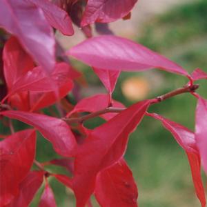 Nyssa sylvatica 