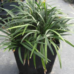 Ophiopogon japonicus 'Nana'